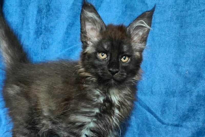 Yaroslav Maine Coon male, black silver