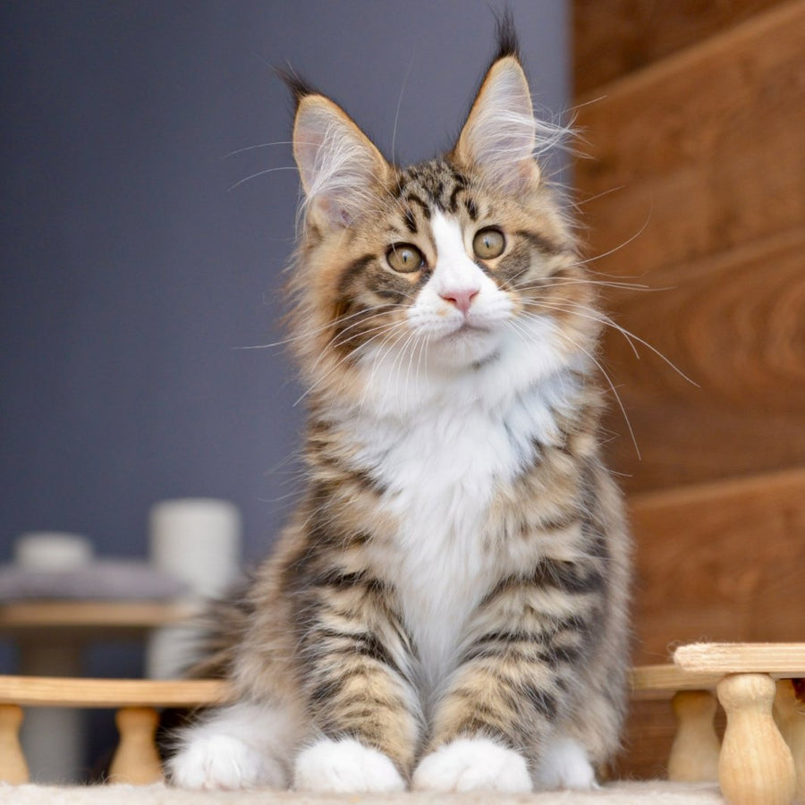 Bright Star Maine Coon male, black with white spotted tabby