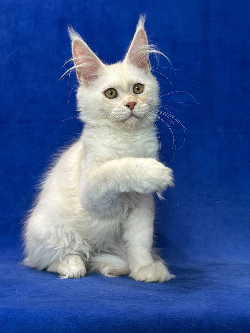 Dobryanka Maine Coon female, red silver shaded