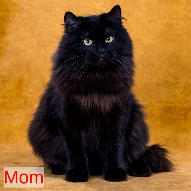 Zador Siberian male, black tabby