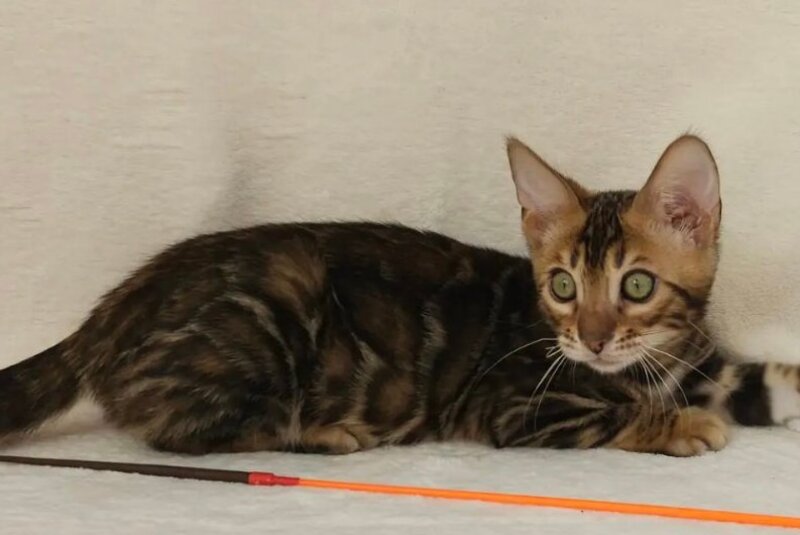 Tango Bengal male black spotted tabby - live animals