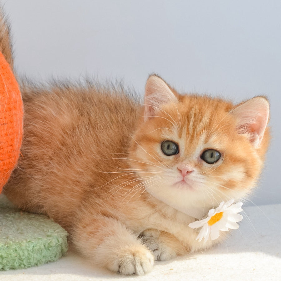 Ilani British Shorthair female, black golden spotted tabby