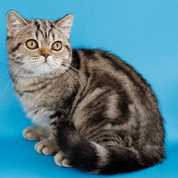 Yanessa British Shorthair female, black tabby