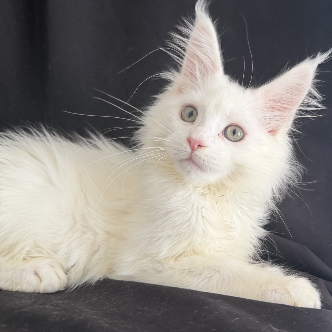 Baron Maine Coon male, white