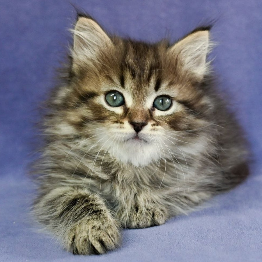 Ilusion Siberian male, black spotted tabby