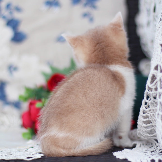 Charlis British Shorthair male, blue golden shaded