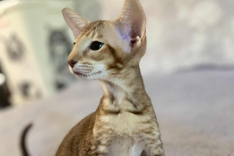 Xena Princesse Oriental Shorthair female, chocolate ticked tabby