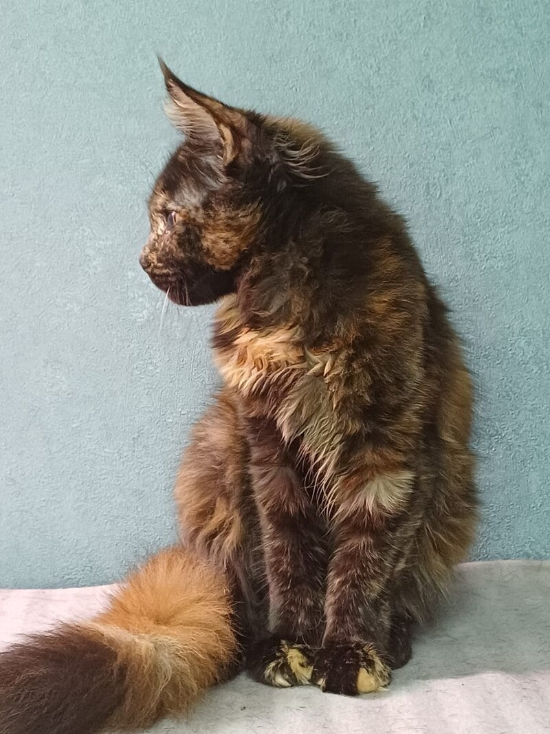 Maserati Maine Coon female, black tortie
