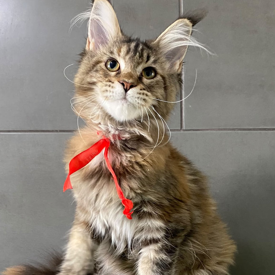 Six Maine Coon female, black tortie tabby