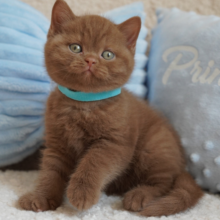 Ugo British Shorthair male, cinnamon