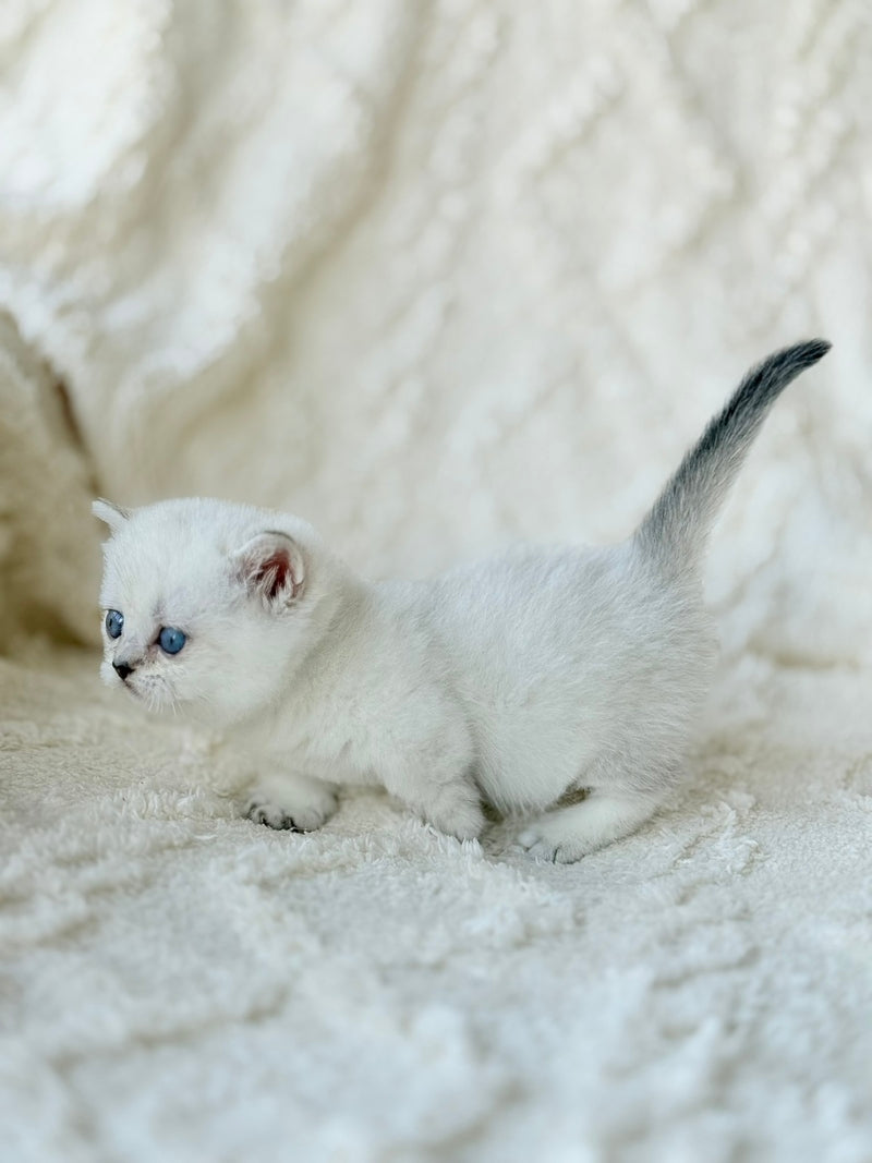 Zizi Munchkin female black silver shaded pointed - live animals