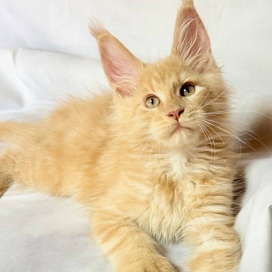 Lazarus Maine Coon polydactyl 6x6x6x6 male, cream silver tabby