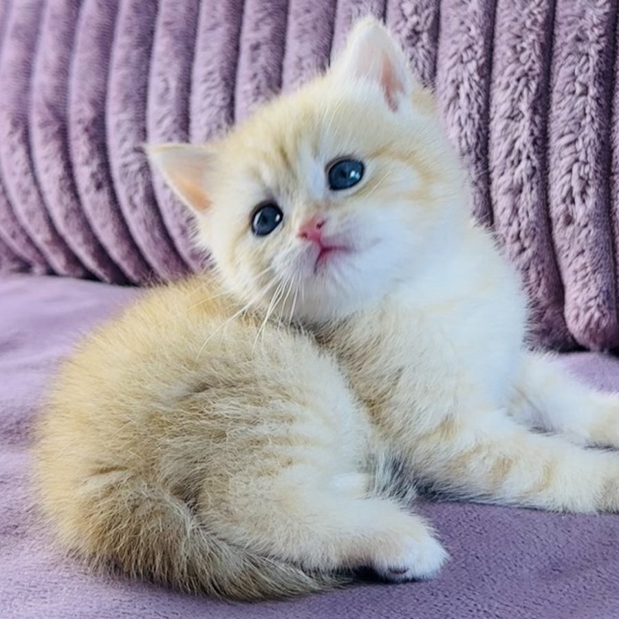 Jaya British Shorthair female, chocolate golden spotted tabby