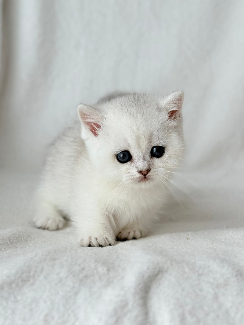 Zipa Munchkin female black silver ticked tabby - live animals