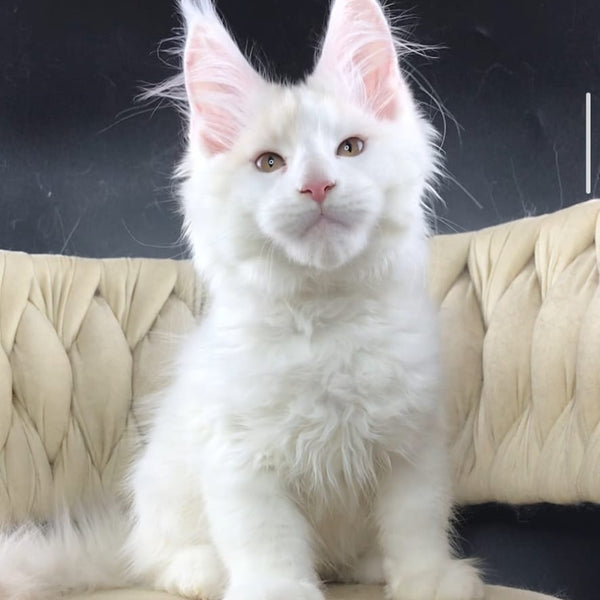 Eddie Maine Coon male, red silver