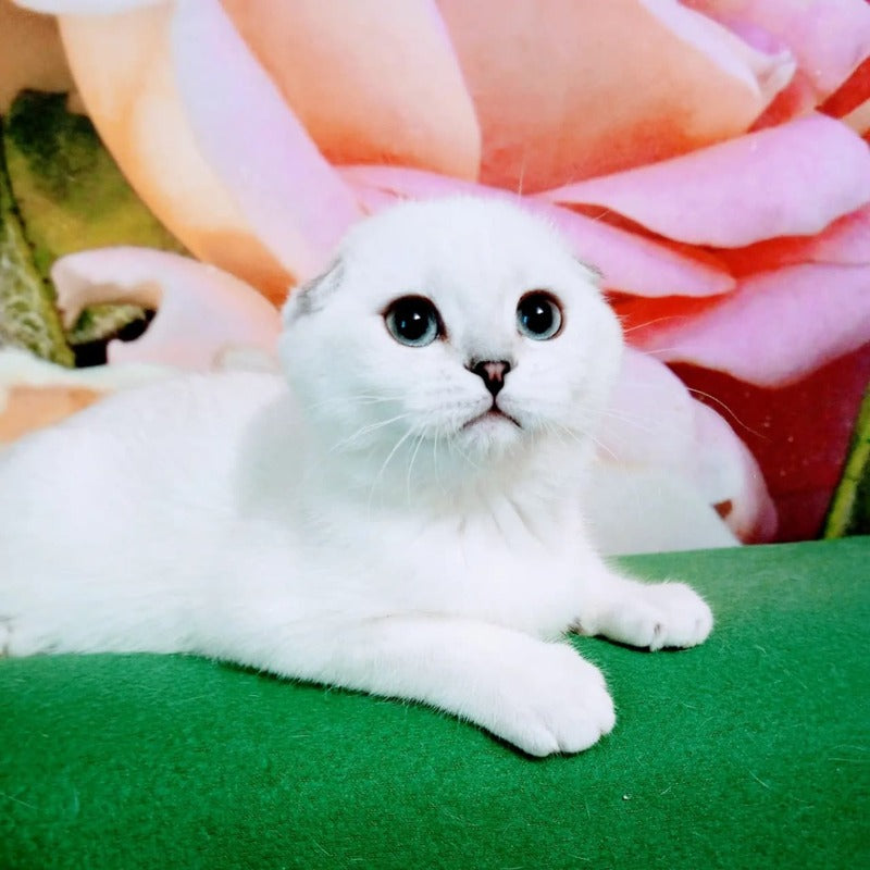 Princess Scottish Fold female, black silver shaded pointed