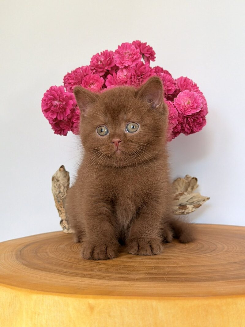 Fendi British Shorthair male, cinnamon