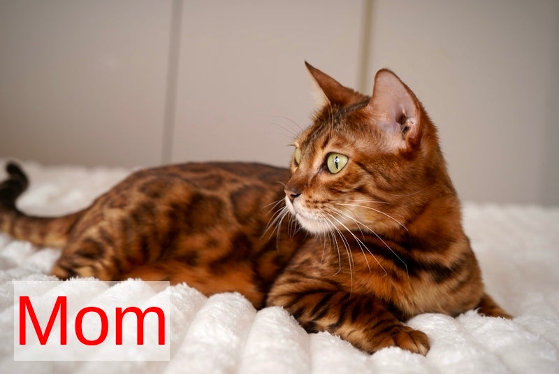 Jaguar Bengal male, black spotted tabby