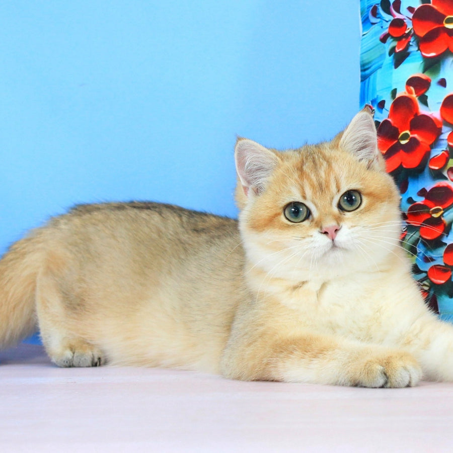 Quentin British Shorthair male, black golden shaded