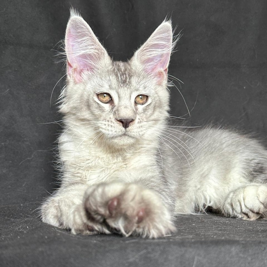 Jet Maine Coon polydactyl 6x6x6x6 male, black silver ticked tabby