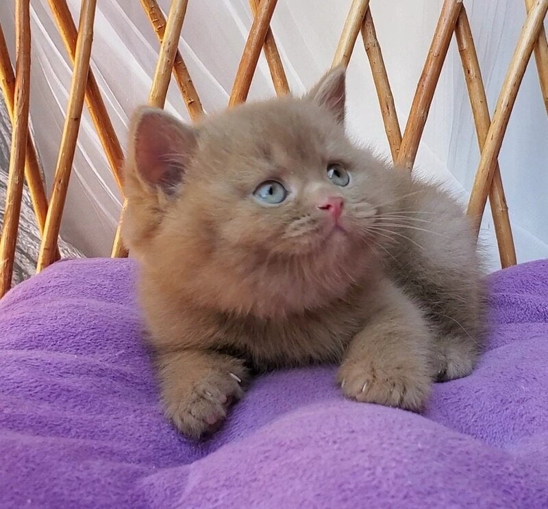 Yara British Shorthair female, cinnamon