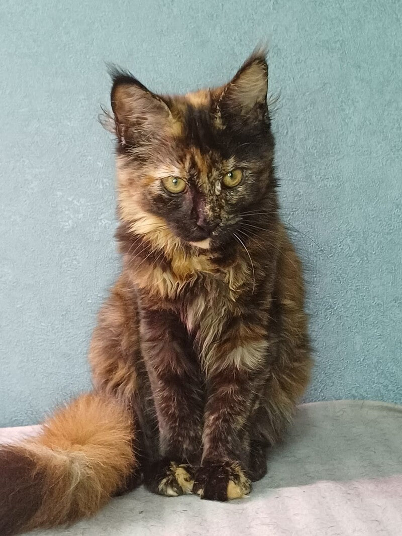 Maserati Maine Coon female, black tortie