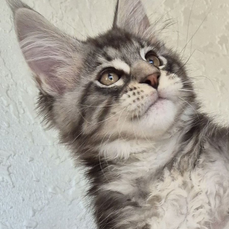 Karate Maine Coon male, black silver tabby