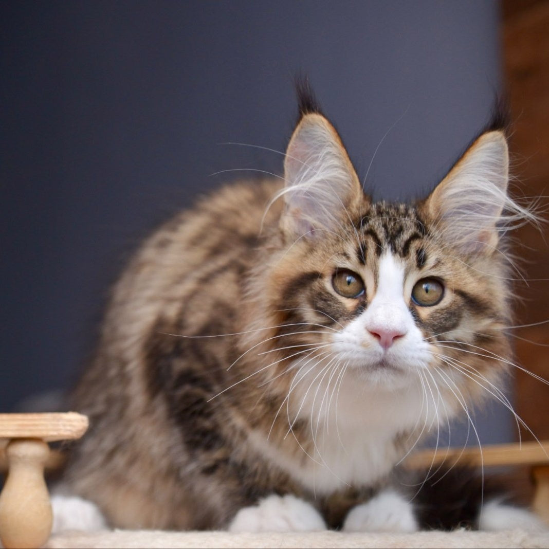 Bright Star Maine Coon male, black with white spotted tabby