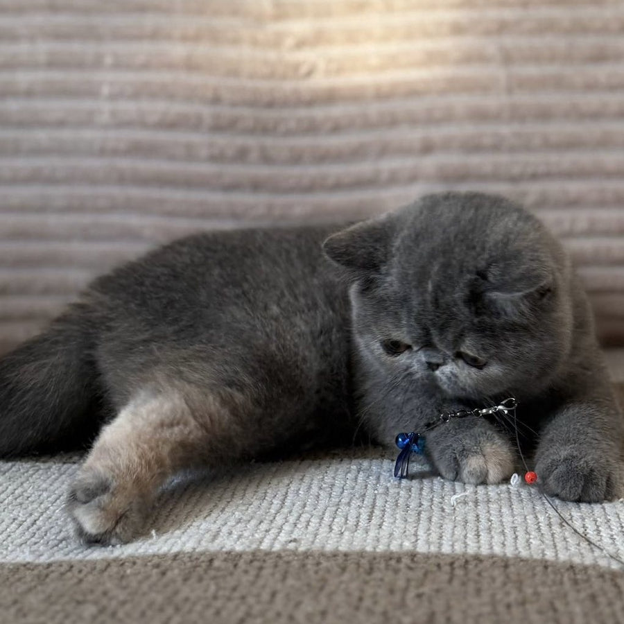 Koko Chanel Exotic female, blue tortie