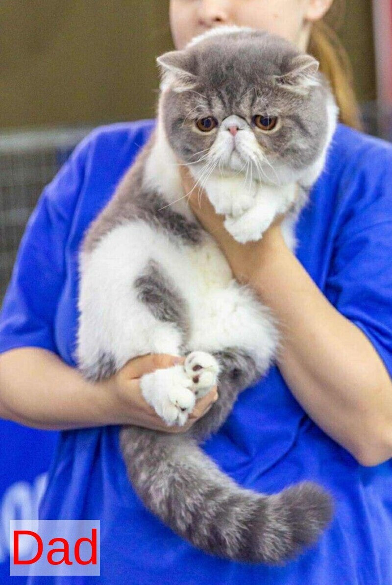 Isabel Persian female, blue bicolour