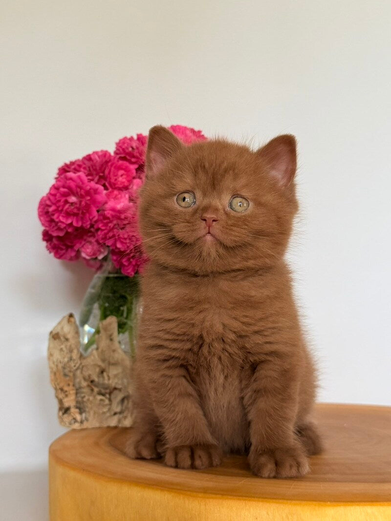 Finn British Shorthair male, cinnamon