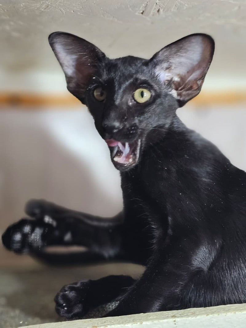 WolfCat Oriental Shorthair male, black