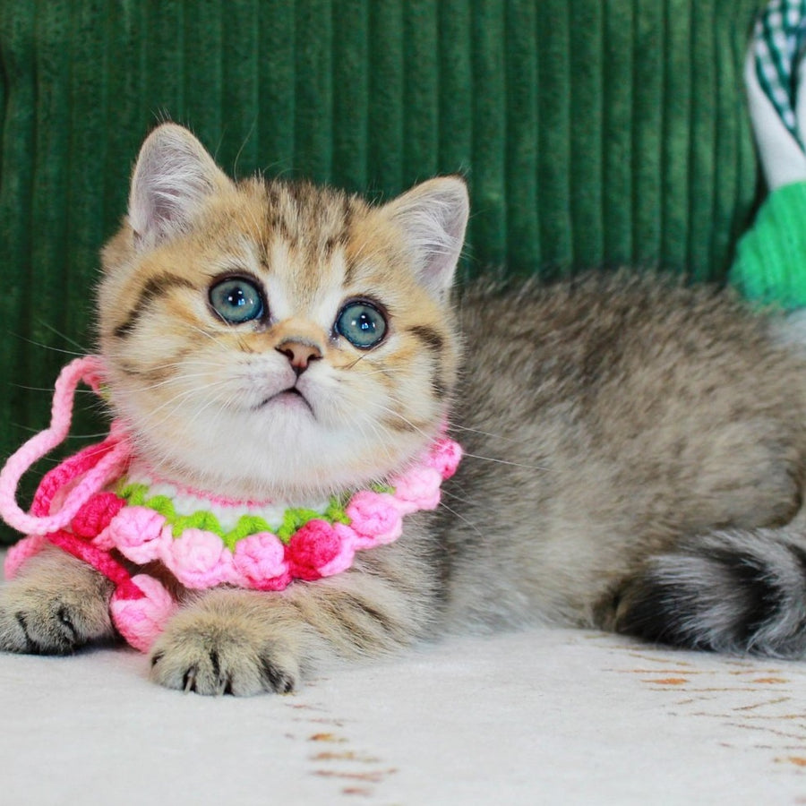 Kiara Munchkin female, chocolate golden spotted tabby