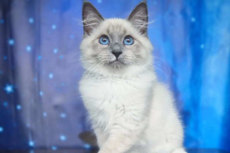Corby Siberian male, blue with white pointed
