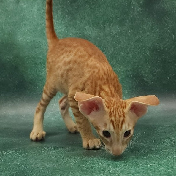 Zachary Oriental Shorthair male, red spotted tabby
