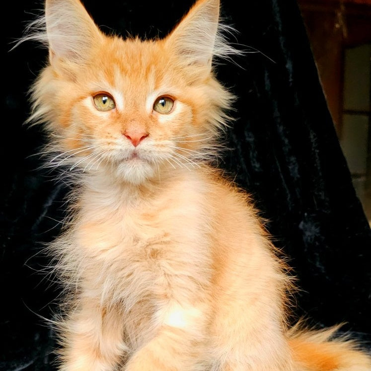 Mango Maine Coon male, red