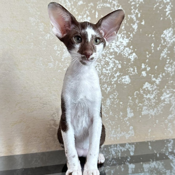 Malva Oriental Shorthair female, chocolate bicolour