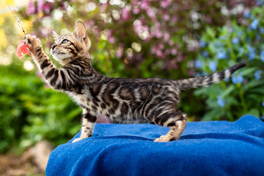 Ulf Bengal male black spotted tabby - live animals