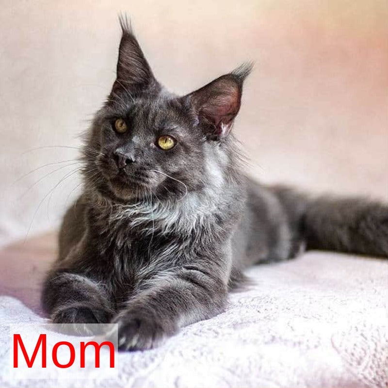 Raven Maine Coon male black silver live animals