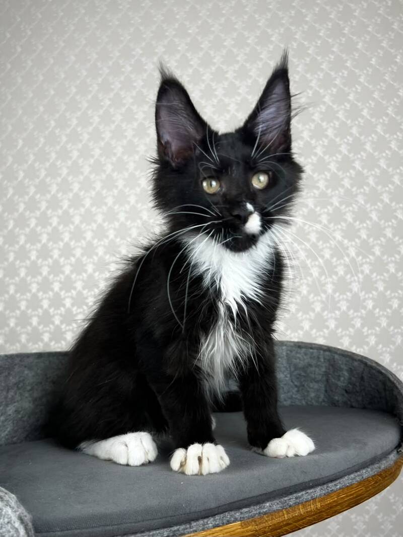 Oscar Maine Coon male, black bicolour