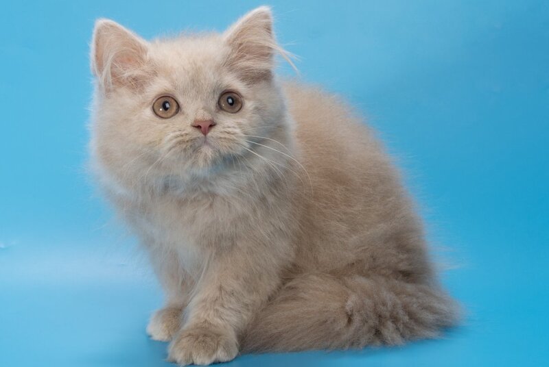 Alisa British Longhair female, fawn