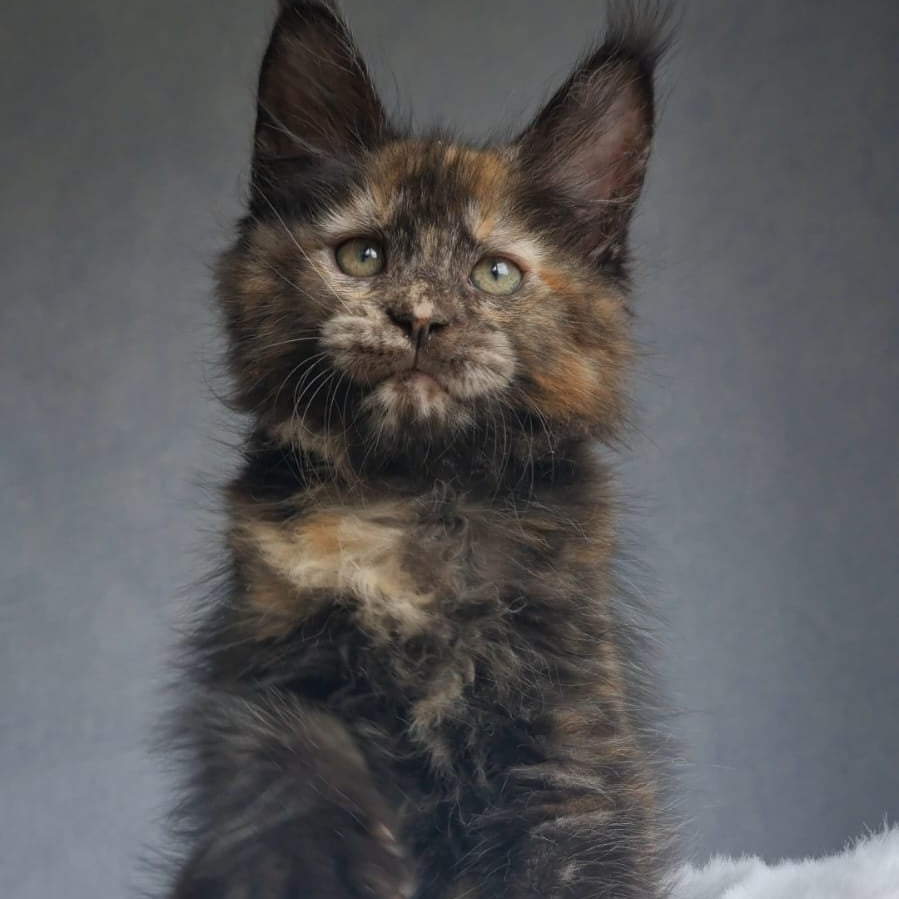 Pandora Maine Coon female, black tortie
