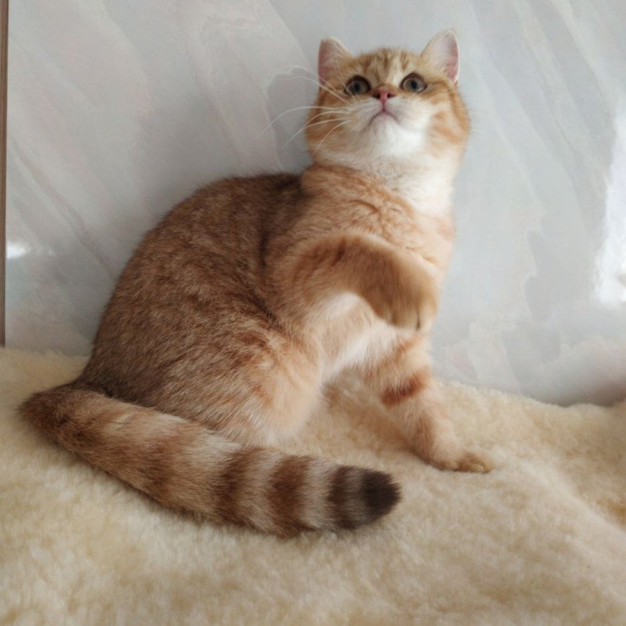 Agatha British Shorthair female, chocolate golden spotted tabby