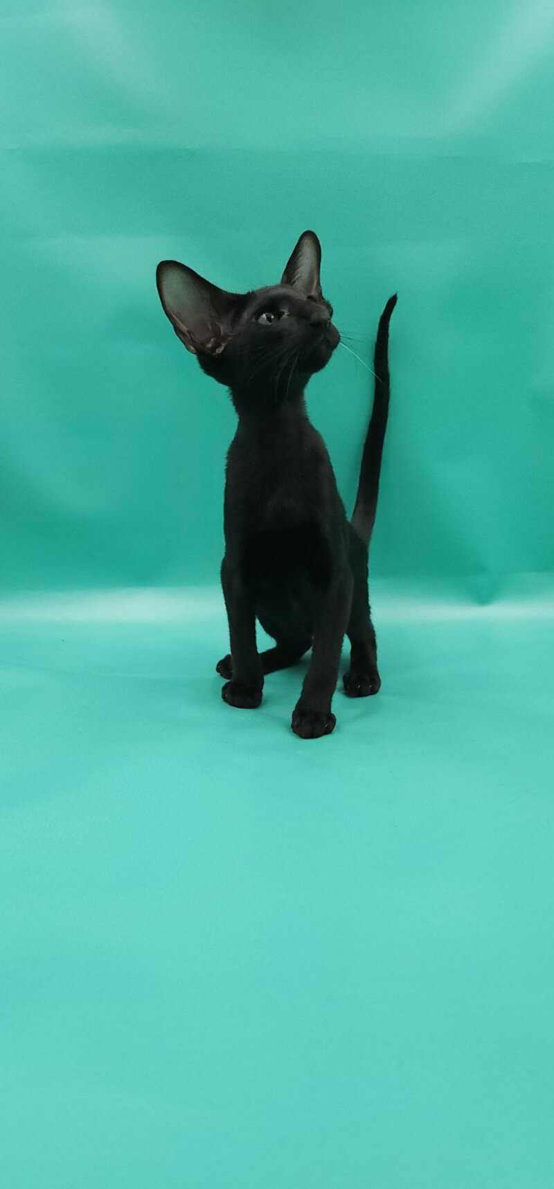 Romeo Oriental Shorthair male, black