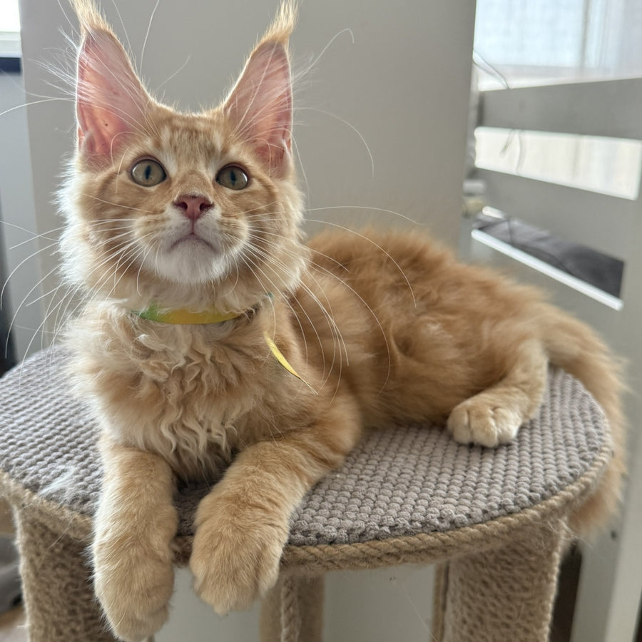 Anfisa Maine Coon female, red tabby
