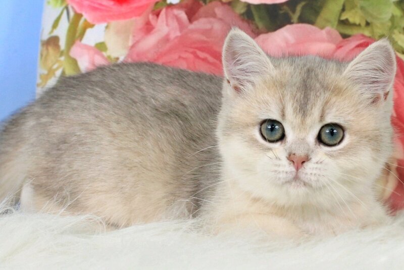 Princess British Shorthair female blue golden shaded - live animals