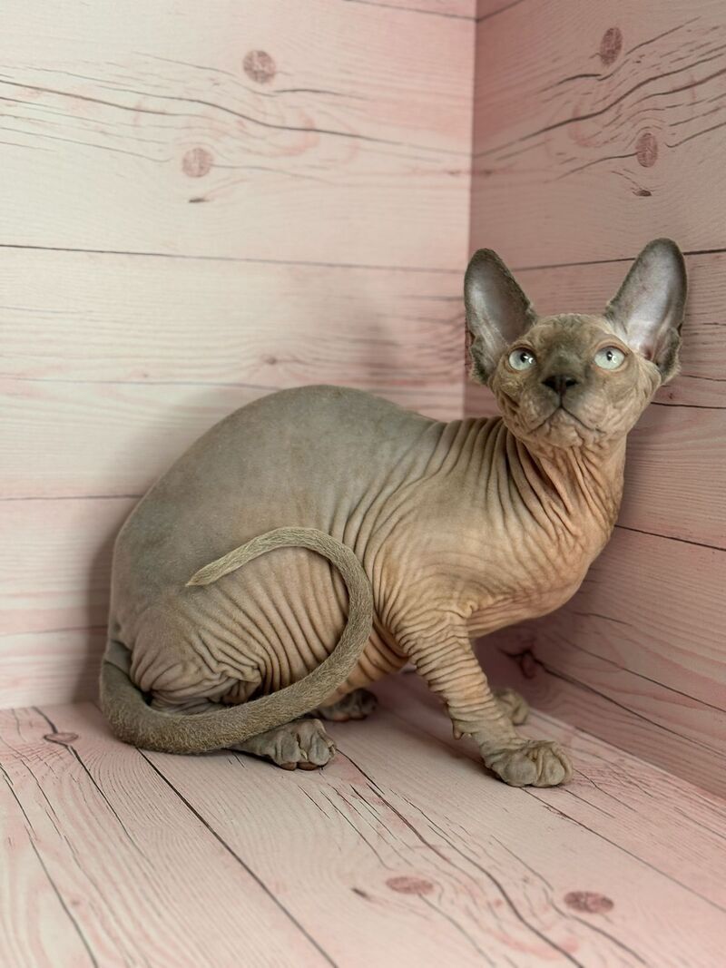 Aslan Canadian Sphynx male, blue pointed