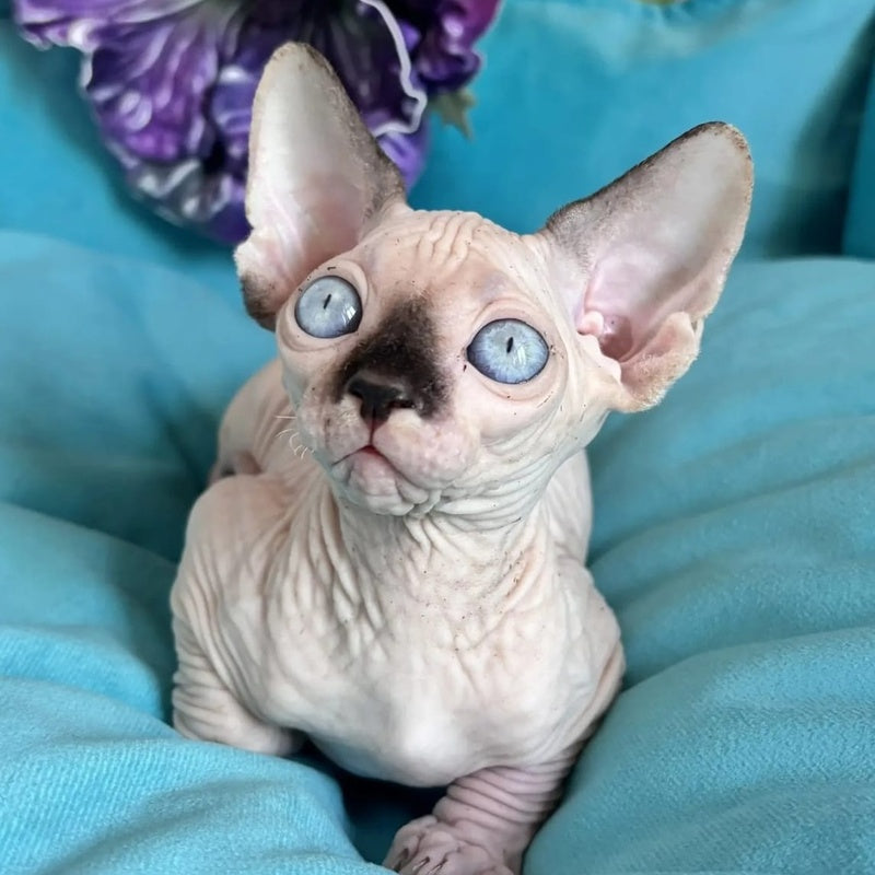 Bagrat Canadian Sphynx male, black pointed bicolour