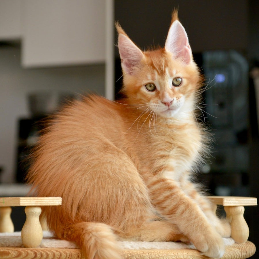 Ylariel Maine Coon male, red ticked tabby