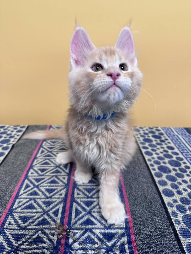 Jean Maine Coon male red silver ticked tabby with white live animals
